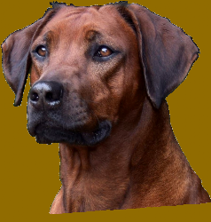 Rhodesian Ridgeback